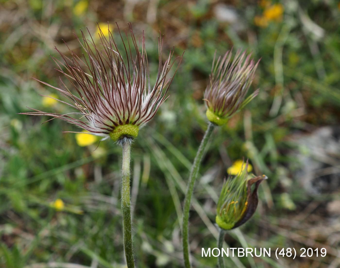 Pasque flower fruit